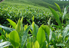 茶葉好色先生入口標簽方案