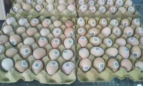 雞蛋二維碼質量可追溯性係統價格多少？