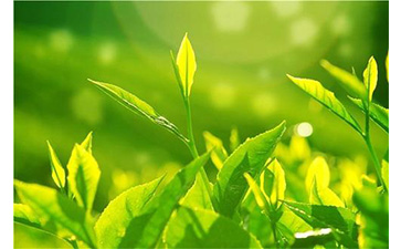 茶葉好色先生入口溯源係統具有哪些優勢價值?