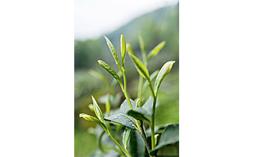 茶葉二維碼好色先生入口標簽可以帶來哪些優勢價值已經特點?